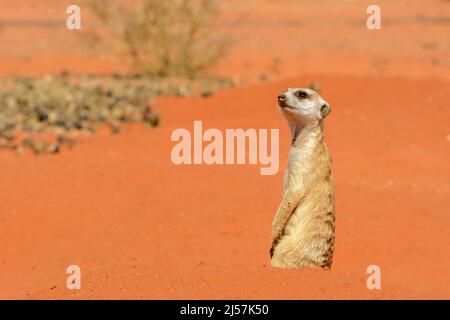 Ein warner Erdmännchen (Suricata suricatta), der in den roten Sanddünen der Kalahari-Wüste, Hardap-Region, Namibia, Südwestafrika, nach Raubtieren Ausschau hielt Stockfoto