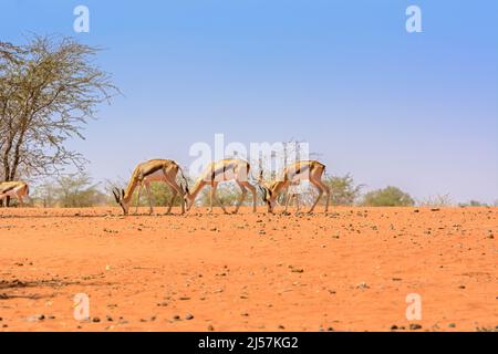 Springbok-Antilopen (Antidorcas marsupialis) grasen in den roten Sanddünen der Kalahari-Wüste mit einem klaren blauen Himmel, Namibia, Afrika Stockfoto