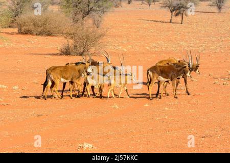 Eine matriarchale Herde südlicher Zobelantilopen (Hippotragus niger niger), die über die roten Sanddünen der Kalahari-Wüste, Namibia, Afrika, wandern Stockfoto