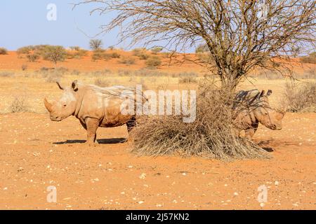 Zwei weiße Nashörner (Ceratotherium simum), die mit Schlamm bedeckt sind, stehen in den roten Sanddünen der Kalahari-Wüste, Namibia, Südafrika Stockfoto