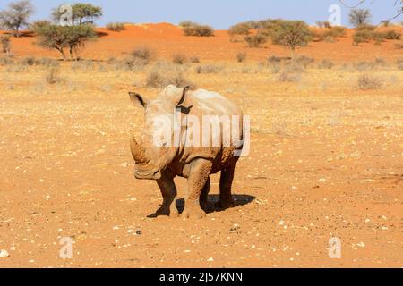 Ein mit Schlamm bedecktes weißes Nashorn (Ceratotherium simum) wandert durch die roten Sanddünen der Kalahari-Wüste, Namibia, Südafrika Stockfoto