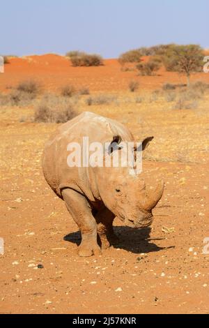 Ein mit Schlamm bedecktes weißes Nashorn (Ceratotherium simum) wandert durch die roten Sanddünen der Kalahari-Wüste, Namibia, Südafrika Stockfoto