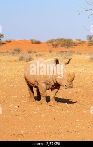 Ein mit Schlamm bedecktes weißes Nashorn (Ceratotherium simum) wandert durch die roten Sanddünen der Kalahari-Wüste, Namibia, Südafrika Stockfoto