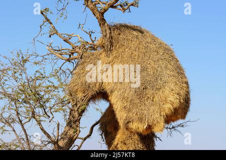 Ein riesiges Vogelnest, das von geselligen Webervögeln (Philetairus socius) gebaut wurde, hängt in einem Baum, der Kalahari-Wüste, der Hardap-Region, Namibia, dem südlichen Afrika Stockfoto
