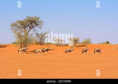 Eine Herde südafrikanischer Oryxes (Oryx gazella), die über rote Sanddünen in der Kalahari-Wüste, Namibia, Afrika, wandern. Auch bekannt als Gemsbok oder Gemsbuck Stockfoto