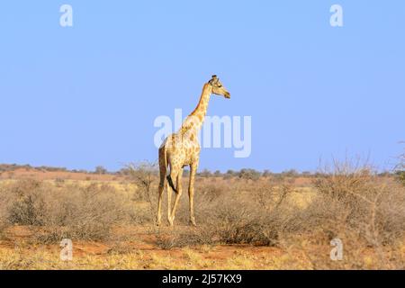 Eine angolanische Giraffe (Giraffa camelopardalis angolensis oder Giraffa giraffa angolensis), die in der Kalahari-Wüste, Hardap-Region, Namibia, Afrika, spaziert Stockfoto