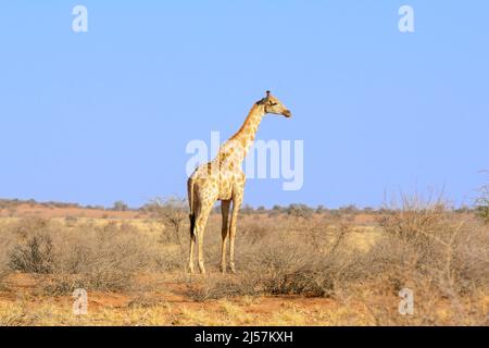 Eine angolanische Giraffe (Giraffa camelopardalis angolensis oder Giraffa giraffa angolensis), die in der Kalahari-Wüste, Hardap-Region, Namibia, Afrika, spaziert Stockfoto