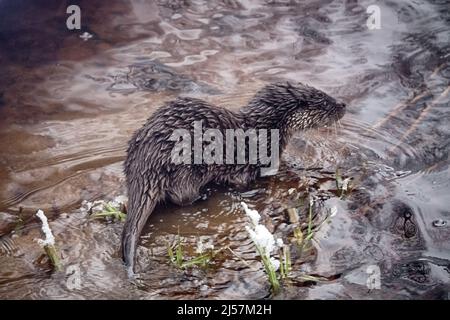 Junger Fischotter (Lufra vulgaris) am eiskalten nördlichen Fluss. Im Winter verlassen Otter das Territorium ihres Vaters (Alter 5-6 Monate). Das Tier befindet sich in einem Zustand der Verderbung Stockfoto