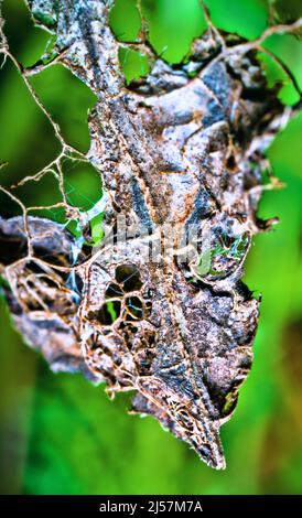 Phytoanatomie (Pflanzendesign) und Phytopathologie. Totes Blatt: Lamina (Extremität). Mesophyll oder Parenchym verrotteten und ein Netz von Blattadern blieb erhalten. Schimmelpilz Stockfoto