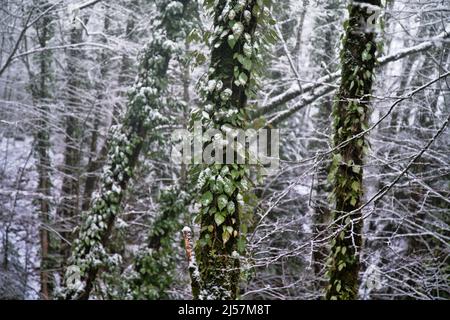 Der subtropische Wald ist mit Schnee bedeckt. Die Hainebalken sind mit grünem Efeu, einem geheckten Baum bedeckt. Wetterkataklysmus, Klimaschwankungen Stockfoto