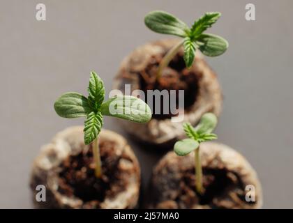 Cannabissamen, beginnend mit Kokokospaletten. Marihuanaanbau. Baby Hanf Nahaufnahme. Stockfoto