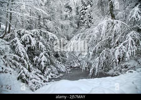 Schneebedeckter Bergwald im Tal eines Bergflusses. Nach starkem Schneefall. Kaukasische Berge Stockfoto