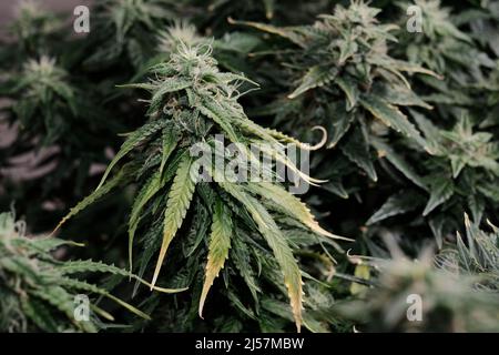 Cannabisblüten aus der Nähe, Makroansicht. Erntezeit, reif werden, Düngemittelüberdosis. Blühende Knospen mit gelben Trichomen, Wachstumskonzept. Stockfoto