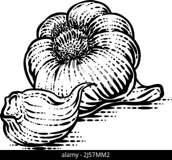 Knoblauch Gemüse Vintage Holzschnitt Illustration Stock Vektor