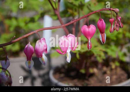 Blutendes Herz (Lamprocapnos spectilliis) Blumen, East Yorkshire, UK, GB., England, UK, GB. Stockfoto