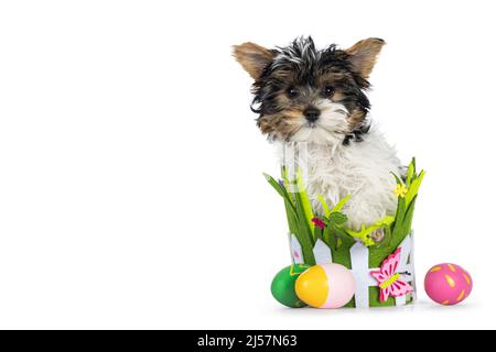 Entzückende Biewer Yorkshire Terrier Hund Welpen, sitzt in bunten Filz Frühling Themen Korb mit ostereiern. Blick auf die Kamera. Isoliert auf einem Whi Stockfoto