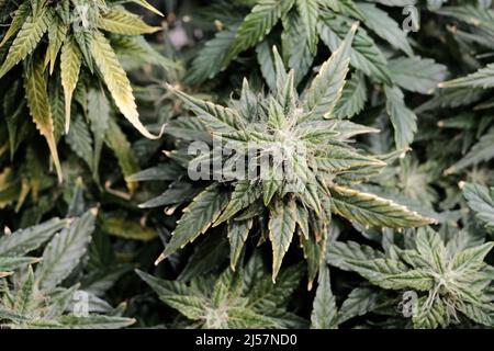 Cannabisblüten aus der Nähe, Makroansicht. Erntezeit, reif werden, Düngemittelüberdosis. Blühende Knospen mit gelben Trichomen, Wachstumskonzept. Stockfoto