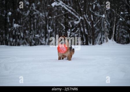 Schwarz und rot Deutscher Schäferhund steht im Schnee vor dem Hintergrund des Winterwaldes und hält orange Scheibe in den Zähnen. Sport mit Hund draußen. Fliegende Soße Stockfoto