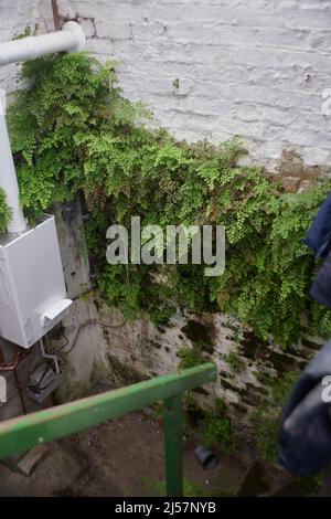 An einer Innenwand wachsen südliche Maidenhairfarne Stockfoto