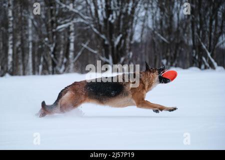 Schwarz und rot Deutscher Schäferhund läuft schnell durch Schnee vor dem Hintergrund des Winterwaldes und fängt orange Scheibe mit Zähnen. Sport mit Hund outsid Stockfoto