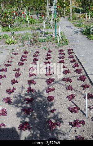 Lollo Rosso Salat wächst in einem ummauerten Garten im Frühjahr, England, Großbritannien, GB. Stockfoto