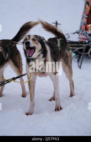 Nördliche Schlittenhund Rasse, Mischung aus besten schnell und energisch. Alaskan Husky Eyes mit Heterochromie blau und braun steht im Geschirr und wartet auf s Stockfoto