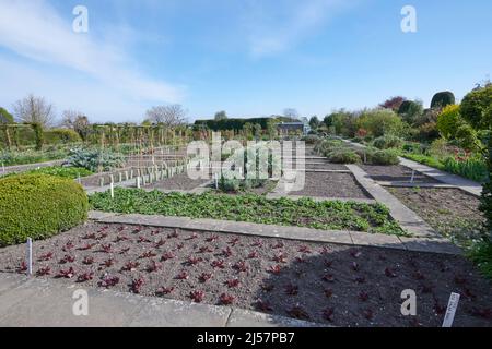 Lollo Rosso Salat wächst in einem ummauerten Garten im Frühjahr, England, Großbritannien, GB. Stockfoto