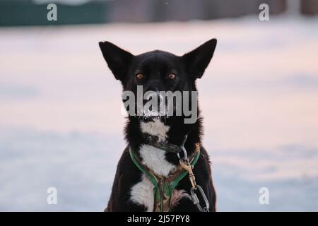 Schwarz-weißer Hund mit hervorstehenden Ohren und intelligenten braunen Augen Porträt Nahaufnahme. Die nördliche Schlittenhunderasse Alaskan Husky ist an Steak o angekettet Stockfoto