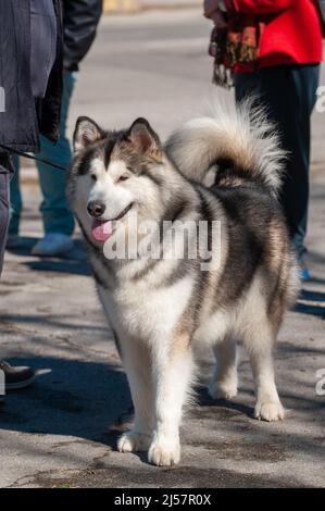 Juli 2022, Italien. Sibirischer Husky beim Spaziergang durch die italienischen Straßen Stockfoto