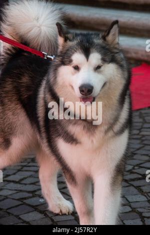 Juli 2022, Italien. Sibirischer Husky beim Spaziergang durch die italienischen Straßen Stockfoto