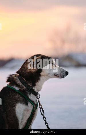 Porträt eines grauen Hundes mit gesenkten Ohren im Profil die nördliche Schlittenhunderasse Alaskan Husky ist vor Beginn des Winters an das Steaks im Schnee gekettet Stockfoto