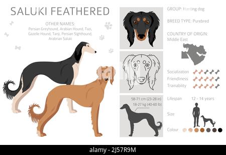 Saluki Gefiederte Cliparts. Verschiedene Posen, Fellfarben eingestellt. Vektorgrafik Stock Vektor