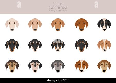 Saluki glatte beschichtete Cliparts. Verschiedene Posen, Fellfarben eingestellt. Vektorgrafik Stock Vektor