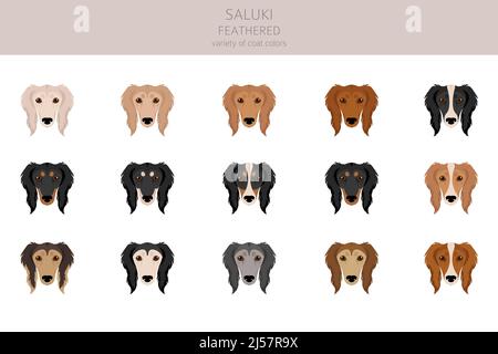 Saluki Gefiederte Cliparts. Verschiedene Posen, Fellfarben eingestellt. Vektorgrafik Stock Vektor