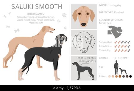 Saluki glatte beschichtete Cliparts. Verschiedene Posen, Fellfarben eingestellt. Vektorgrafik Stock Vektor
