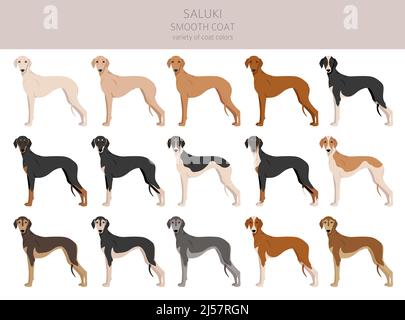 Saluki glatte beschichtete Cliparts. Verschiedene Posen, Fellfarben eingestellt. Vektorgrafik Stock Vektor