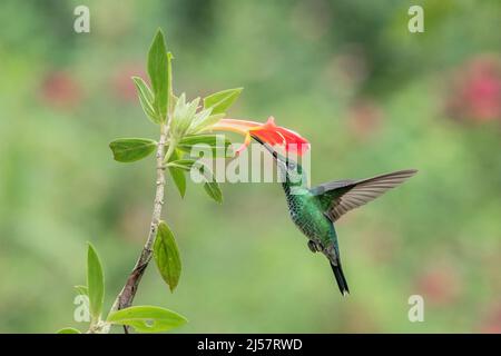 Grün gekrönter brillanter Kolibri, Heliodoxa-Jacula, alleinwachsendes Weibchen, das während der Fütterung an der tropischen Blume in Costa Rica schwebt Stockfoto