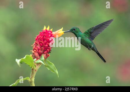 Grün-gekrönter brillanter Kolibri, Heliodoxa-Jacula, alleinerwachsener Rüde, der während der Fütterung an der tropischen Blume in Costa Rica schwebt Stockfoto