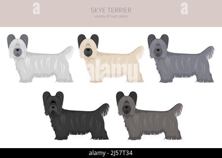 Skye Terrier Fellfarben, verschiedene Posen Cliparts. Vektorgrafik Stock Vektor