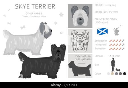 Skye Terrier Fellfarben, verschiedene Posen Cliparts. Vektorgrafik Stock Vektor