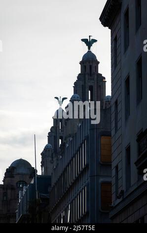 Bella und Bertie, die mythischen Lebervögel auf dem Royal Liver Building am Pier Head in Liverpool Stockfoto