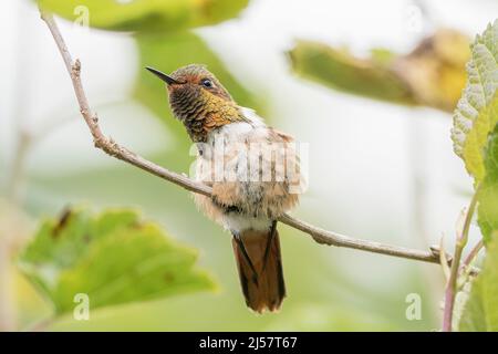 Szintillant Kolibri, Selasphorus scintilla, Single adult Male thront auf Zweig, Costa Rica Stockfoto