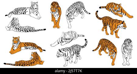 Set von realistischen handgezeichneten Amur Tiger Farbe und Umriss. Große Katzen skizzieren Stände, lügt, geht, jagt Posen. Räuberische Säugetiere für Bücher, Kartenvektorillustration Stock Vektor