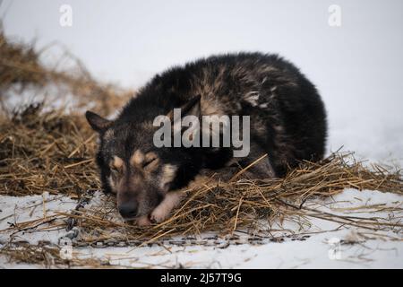 Die nördliche Schlittenhunderasse ist Alaskan Husky stark energisch und winterhart. Grauroter flauschiger Hund liegt im Winter im Schnee auf Heu und bereitet sich auf den Start vor Stockfoto