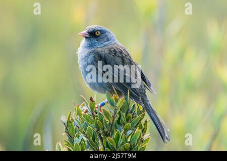 Vulkan junco, Junco vulcani, alleinerziehend auf Busch in Paramo Habitat, Costa Rica Stockfoto