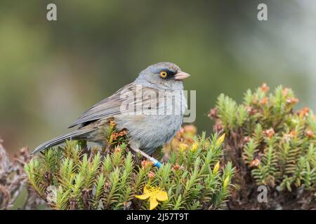 Vulkan junco, Junco vulcani, alleinerziehend auf Busch in Paramo Habitat, Costa Rica Stockfoto