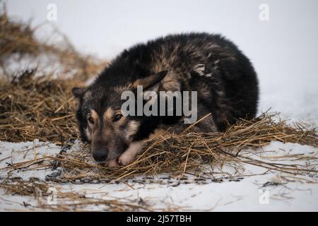 Die nördliche Schlittenhunderasse ist Alaskan Husky stark energisch und winterhart. Grauroter flauschiger Hund liegt im Winter im Schnee auf Heu und bereitet sich auf den Start vor Stockfoto