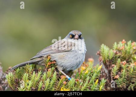 Vulkan junco, Junco vulcani, alleinerziehend auf Busch in Paramo Habitat, Costa Rica Stockfoto