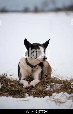 Die nördliche Schlittenhunderasse ist Alaskan Husky stark energisch und winterhart. Weiß grau Halbrasse im Winter im Schnee ruht auf Heu und Ketten vor starti Stockfoto