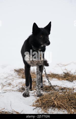 Die nördliche Schlittenhunderasse ist Alaskan Husky stark energisch und winterhart. Schwarzer Hund mit grauer Schnauze und weißen Flecken auf seiner Pfote ist an speziellen Chai gebunden Stockfoto